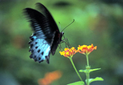 A beautiful Butterfly - found in highlands