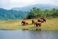 Thekkady Wild life Sanctuary